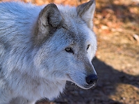 Arctic Wolf 029
